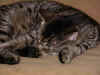 niels2003_0514_055629AA.JPG (84323 byte)